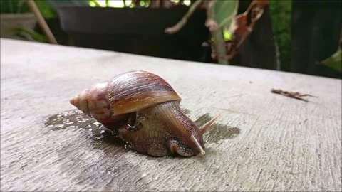 Brown snail Stock Footage 280737101