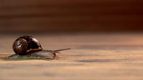 Brown snail gliding Video stock 128255618