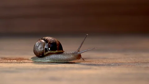 Brown snail gliding Stock Footage 128255620
