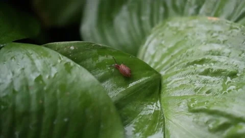 Brown snail is gradually leaving shell and walking on green leaves with drop dew Stock Footage 136505773