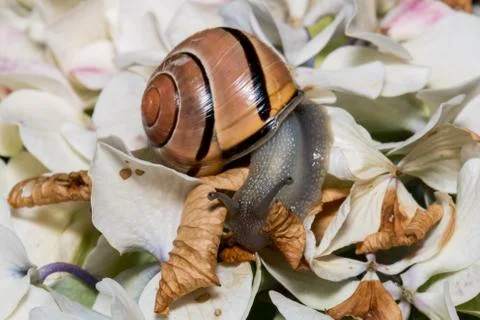 Brown snail on hydrangeas macro Stock Photos