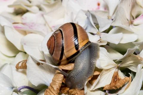 Brown snail on hydrangeas macro Foto stock