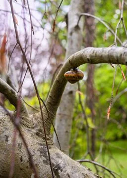 Brown snail in its shell gliding along the tree branch. Selective focus. Stock Photos