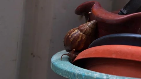 A brown snail with a large, spiral-patterned shell slowly moving and crawling 動画素材 306563094