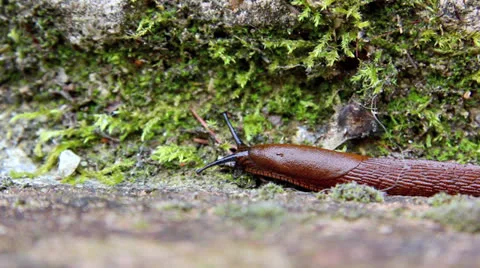Brown snail moving along a wall with moss 库存影片 25601418