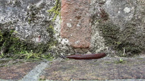Brown snail moving along a wall with moss 库存影片 28782730