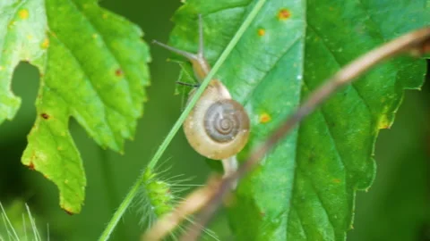 Brown snail moving slowly on a green leaf Stock Footage 256732012