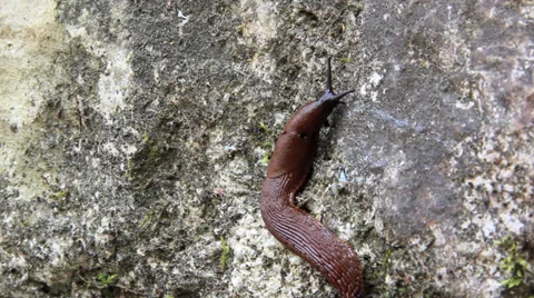 Brown snail moving on a wall with moss 库存影片 28810759