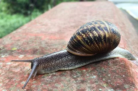 Brown snail moving on the wall Stock Photos