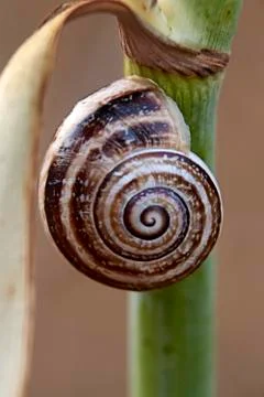 A brown snail in the nature Stock Photos