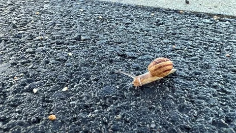Brown snail navigating rough street surface Stock Footage 337743236