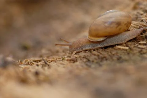 Brown Snail Stock Photos