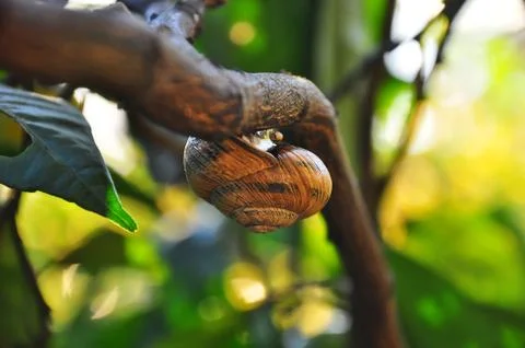 Brown snail 스톡 사진