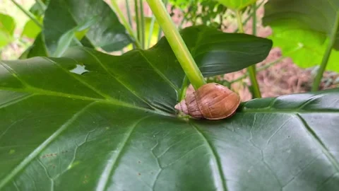 Brown snail resting atop broad taro leaf Stock Footage 336331479