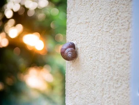 Brown snail in shell sliding on yellow wall with tree Фото