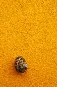Brown snail shell on yellow wall Stock Photos