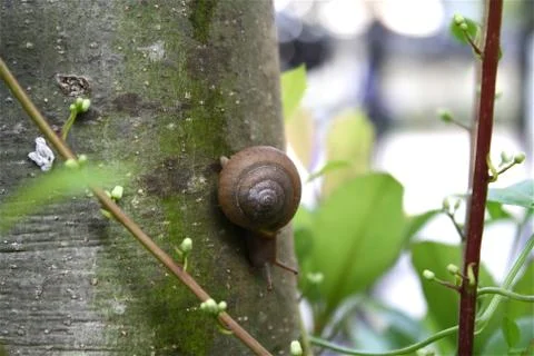 Brown Snail on the side of a Tree Stock Photos