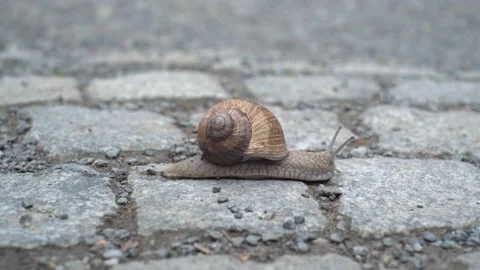 Brown snail slowly crawling on a cobblestone road Stock Footage 334517006