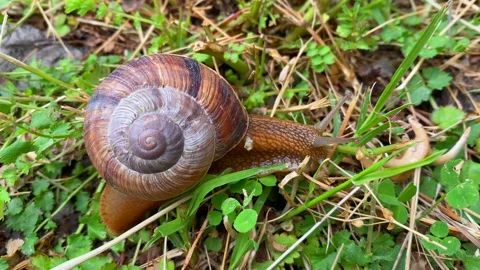 Brown snail with a spiral shell slowly travels through clover Stock Footage 338004937
