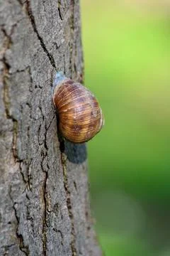 Brown snail on tree bark with green background Stock Photos
