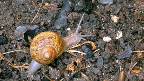 Brown snail walking on a wet ground Stock Footage 144842332