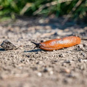 Brown snail without shell sliding on dark stones in nature Foto stock