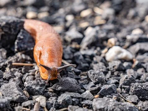 Brown snail without shell sliding on dark stones in nature Foto stock