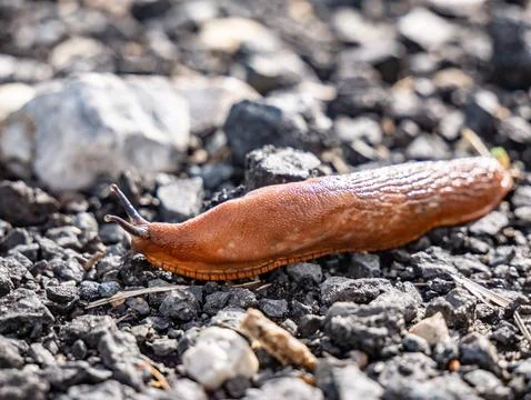 Brown snail without shell sliding on dark stones in nature 库存照片