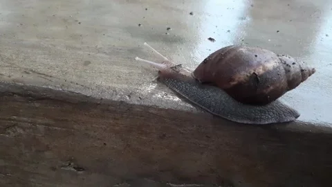 Brown snails walking on the ground	 Stock Footage 285911183