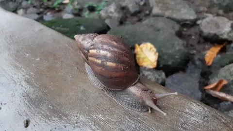 Brown snails walking on the ground	 Stock Footage 285911438