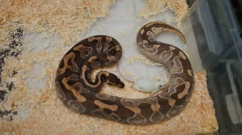Brown Snake and mouse Stock Footage 61796045