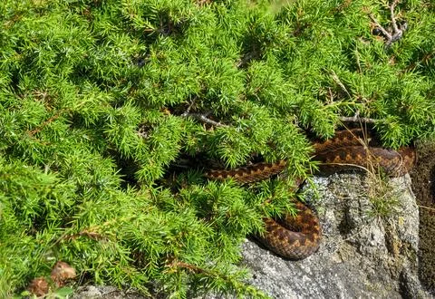Brown Snake Coiled on Rock Under Dense Green Juniper Bush Stock Photos