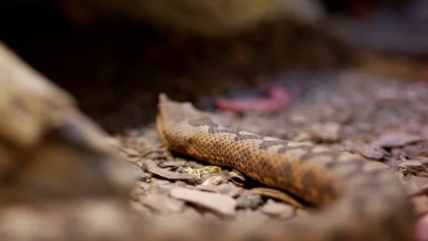 Brown snake creeps Video stock 74874810