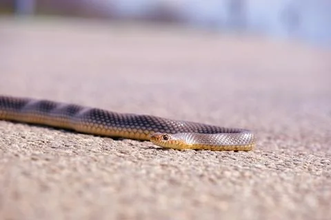 Brown snake crossing dirt road. Snake on the road. Stock Photos