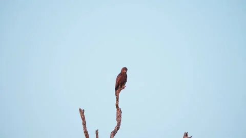 Brown snake Eagle bird of prey perched on dead tree, shaking his head. Video stock 243281791