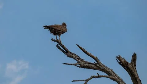 Brown snake eagle in the bush of Kruger National Park South Africa Stock Photos