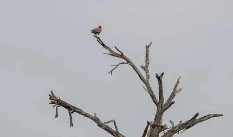 Brown snake eagle in the bush of Kruger National Park South Africa Stock Photos