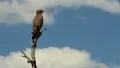 Brown Snake Eagle on Dead Tree GFHD HD Footage