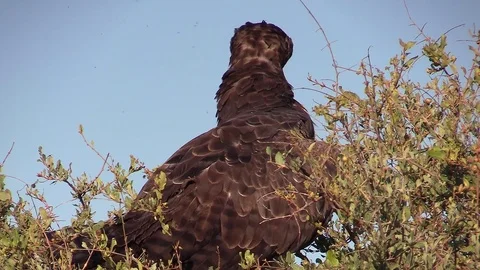 Brown snake eagle sitting on shrub. Stock Footage 74852952