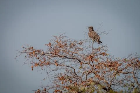 Brown snake eagle sitting in a tree. Stock Photos
