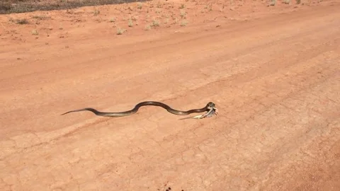 Brown Snake Eats a Bearded Dragon, Wilcannia, NSW, Australia - 29 Apr 2017 Video stock 205289023