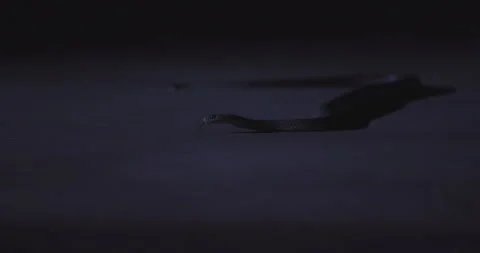 Brown Snake Video stock 259545664