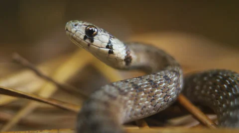 BROWN SNAKE MACRO Stock Footage 30366928