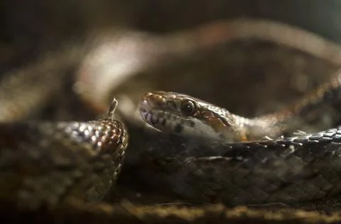 Brown snake portrait Stock Photos
