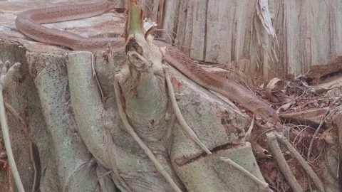 Brown snake slithering for food on tree stumps. A type of dangerous reptile. Stock Footage 243793387