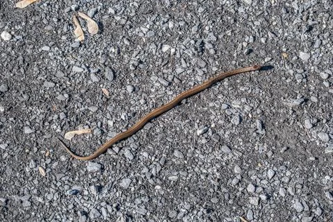Brown snake on a trail Stock Photos