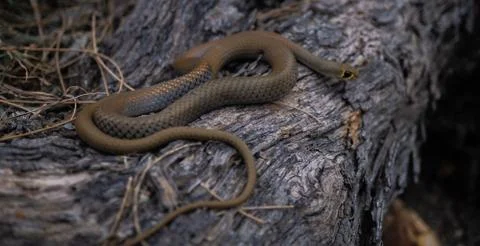 Brown Snake on a Tree in Australia Stock Photos