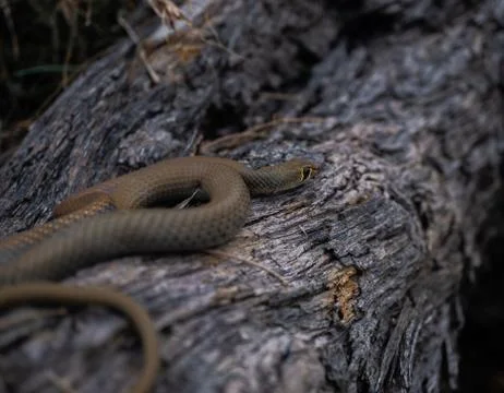 Brown Snake on a Tree in Australia Stock Photos