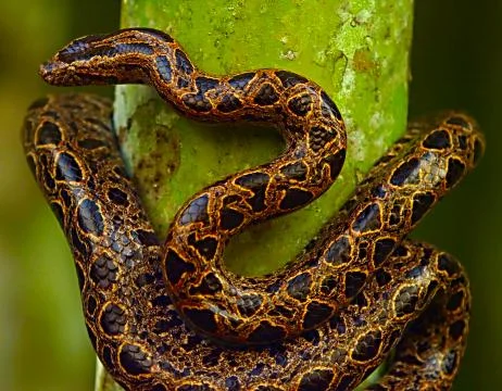 Brown snake on a tree Stock Photos