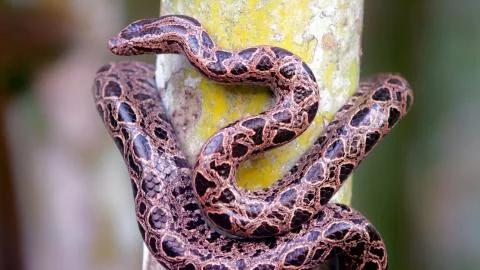 A brown snake in a tree Stock Photos